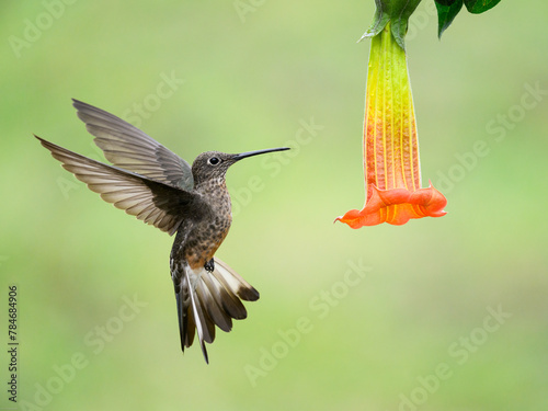 Giant Hummingbird  in flight collecting nectar from a flower on green yellow blur background photo