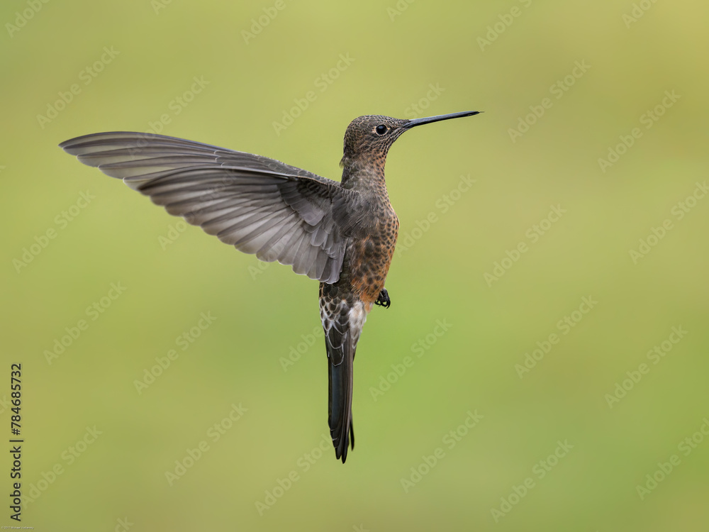 Fototapeta premium Giant Hummingbird in flight on green yellow blur background