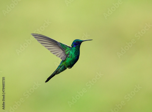 Sparkling Violetear Hummingbird in flight on green yellow blur background