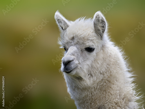 Alpaca closeup portrait on blur background © FotoRequest