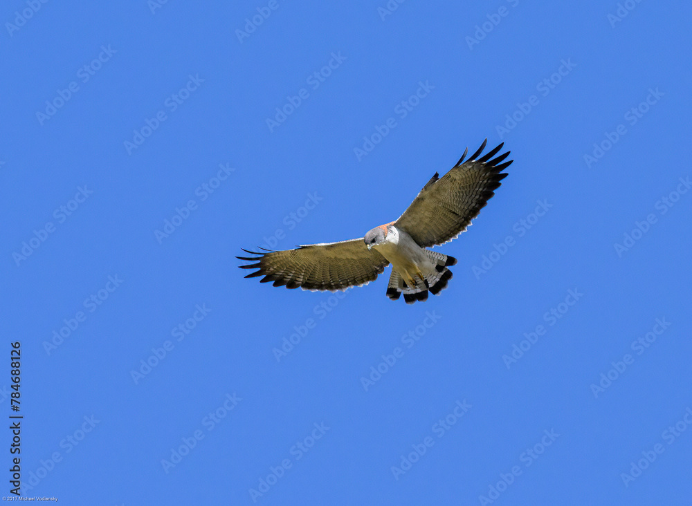 Fototapeta premium Variable Hawk in flight on blue sky