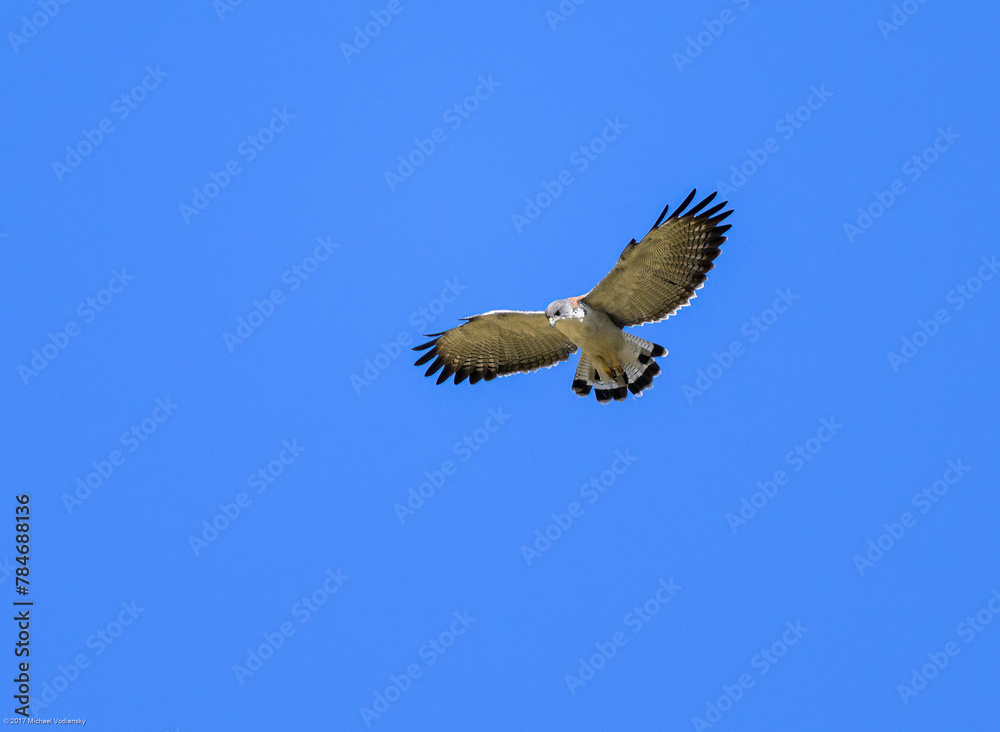 Obraz premium Variable Hawk in flight on blue sky