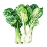 vegetable -  delicious and 2 fresh Bok choy ,illustration