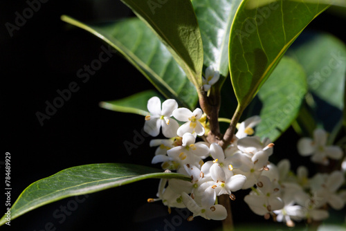 Burkwood Osmanthus in spring, covered in white scented flowers