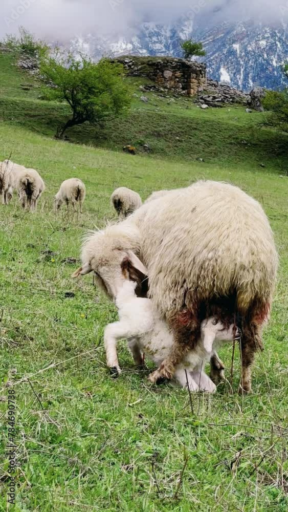 A flock of sheep grazing in the mountains against the backdrop of the Caucasus Mountains. Ingushetia, Caucasus, Russia. Beautiful spring landscape. A sheep with a lamb on a mountain slope. 4K