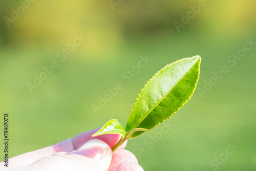 green tea leaf in hand on background of mountains. Harvesting tea by farmer hand, harvesting every morning on green organic farm,