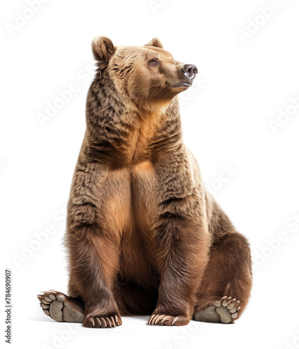 Brown bear seated looking upwards © gearstd