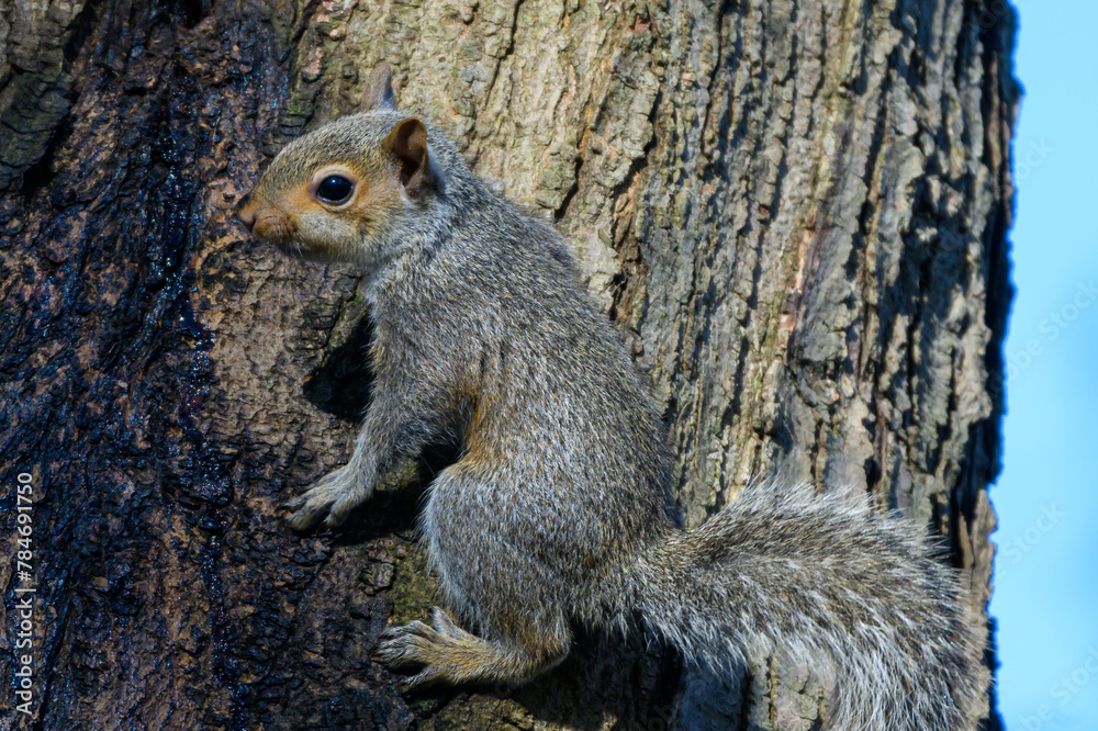 Baby Squirrels Baby Squirrels