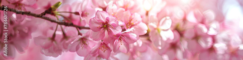 Blooming Cherry Blossoms in Springtime Panorama