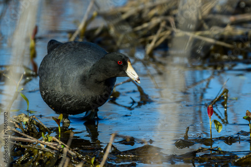 Coot