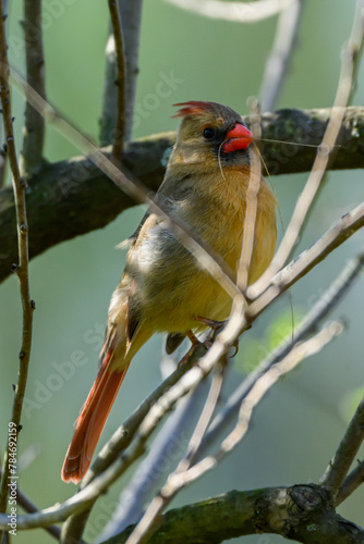 Cardinal