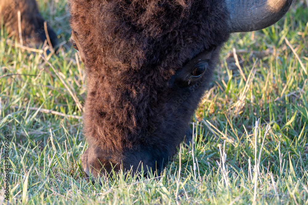 American Bison in the Prairie