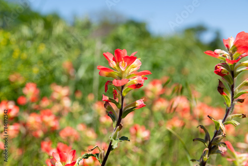 Closeup of a bright red, Indian Paintbrush flower blooming in a field with a blurry background of green grass in a meadow blanketed in more flowers.