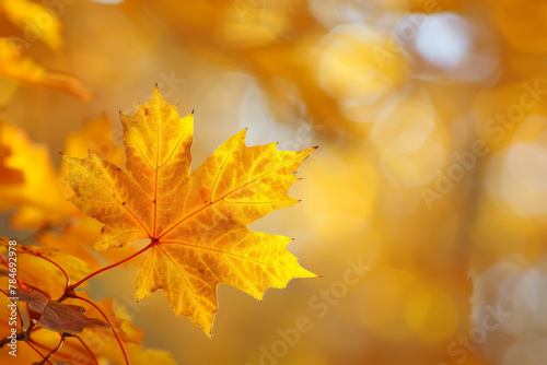 Autumn Elegance  Golden Maple Leaf in Warm Fall Ambiance