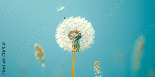 Serene Dandelion with Single Seed Floating on a Tranquil Blue Background
