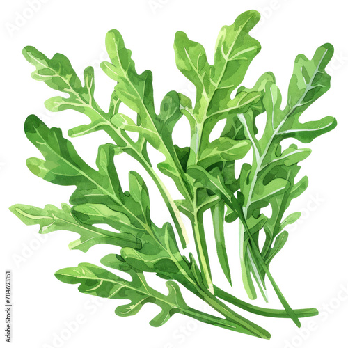 vegetable - It belongs to the Brassicaceae family, which also includes vegetables like kale, cabbage, and broccoli.Agreeable.Arugula.illustration ,.watercolor. photo