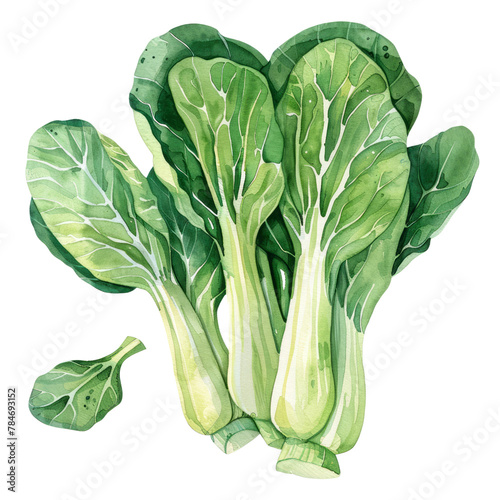vegetable - It belongs to the Brassica rapa family, which also includes vegetables like broccoli, cabbage, and turnips. photo