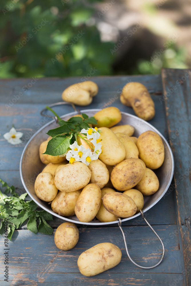 Fresh new potatoes in a sieve