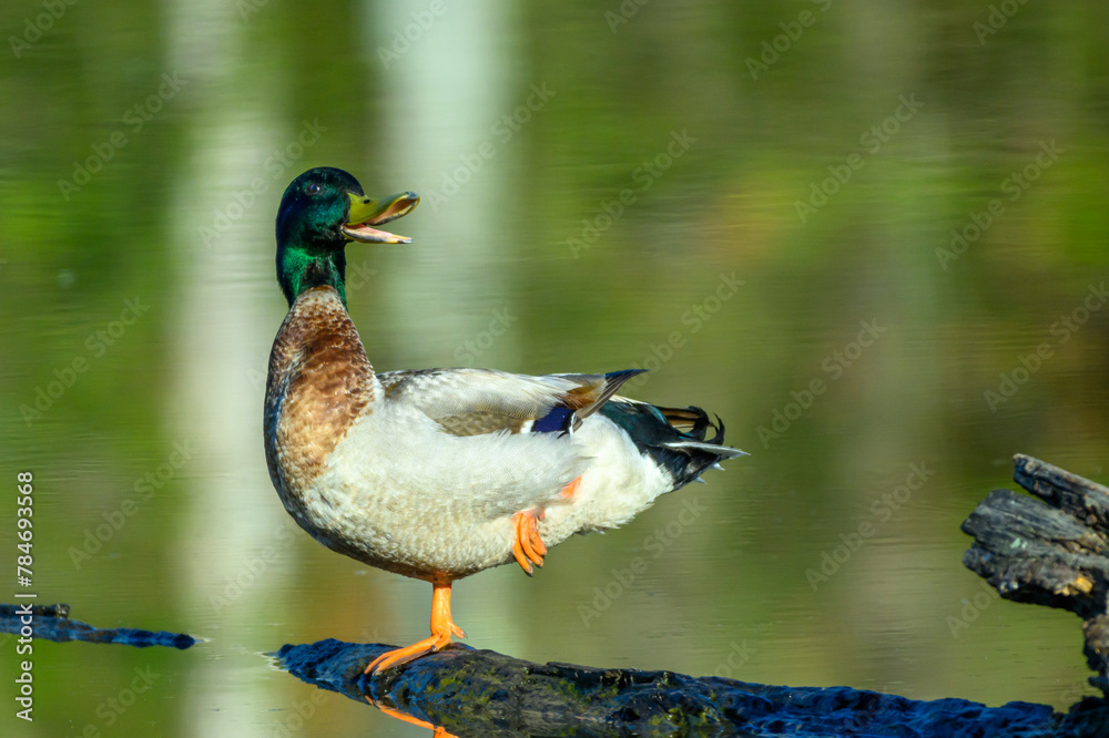 Obraz premium Duck