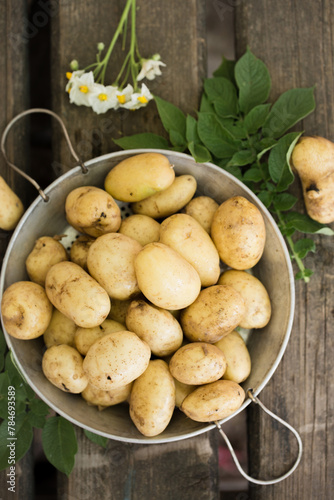 Obraz na płótnie Fresh new potatoes in a sieve w salonie