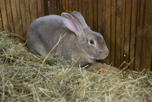 Large Grey Rabbit with a Carrot in a Wooden Stall