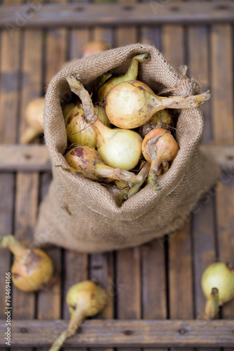 Harvest organic onions