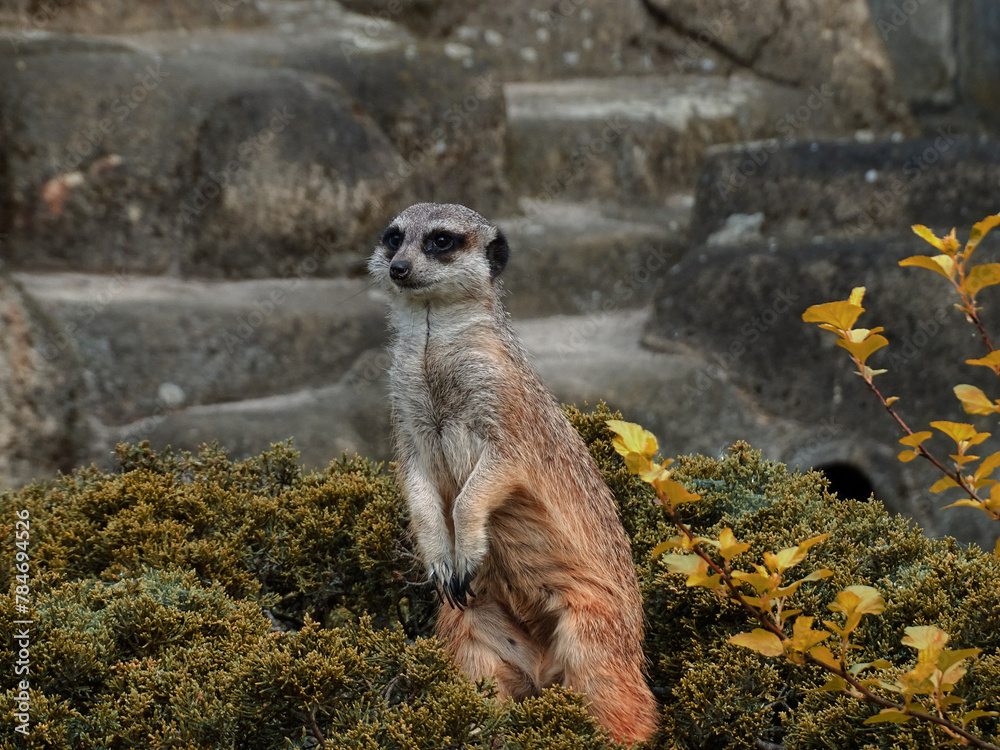 Obraz premium meerkat on guard