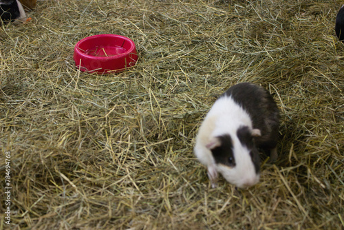 Guinea Pig Near Empty Red Food Bowl