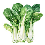 vegetable - Overall, bok choy is a nutritious and flavorful vegetable that adds both taste and texture to a variety of dishes, particularly in Asian cuisine.