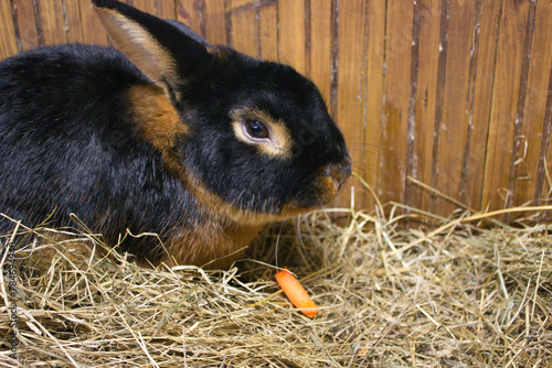 Black and Tan Rabbit with a Carrot