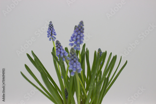 Grape Hyacinths in Bloom Against White Background