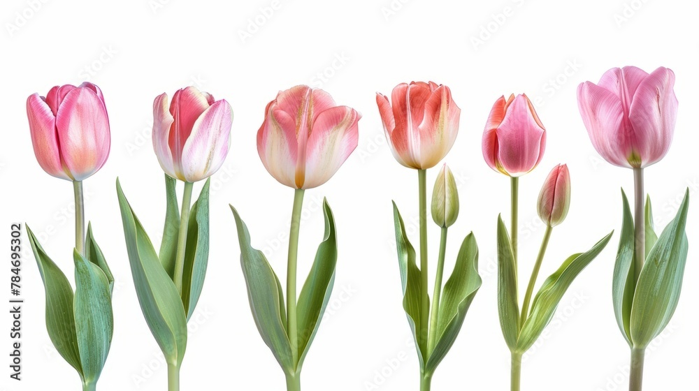 tulips on white background generative ai tulips on white background generative ai