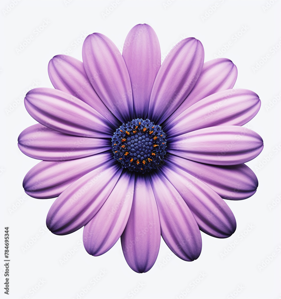 A purple daisy flower isolated on a white background A purple daisy flower isolated on a white background