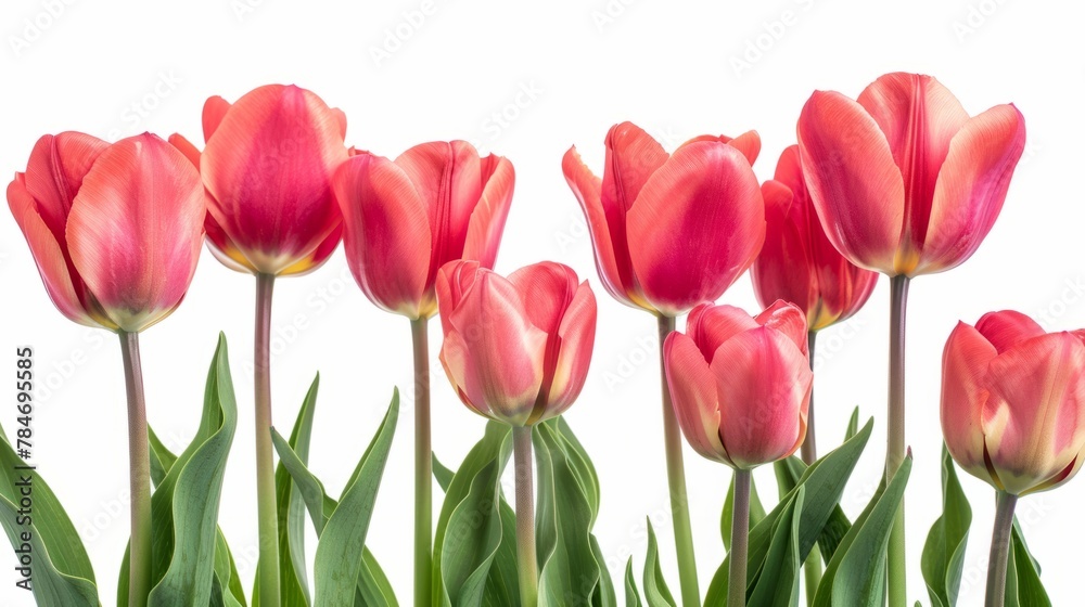 Fototapeta premium tulips on white background generative ai