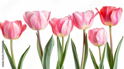 tulips on white background generative ai #784695539