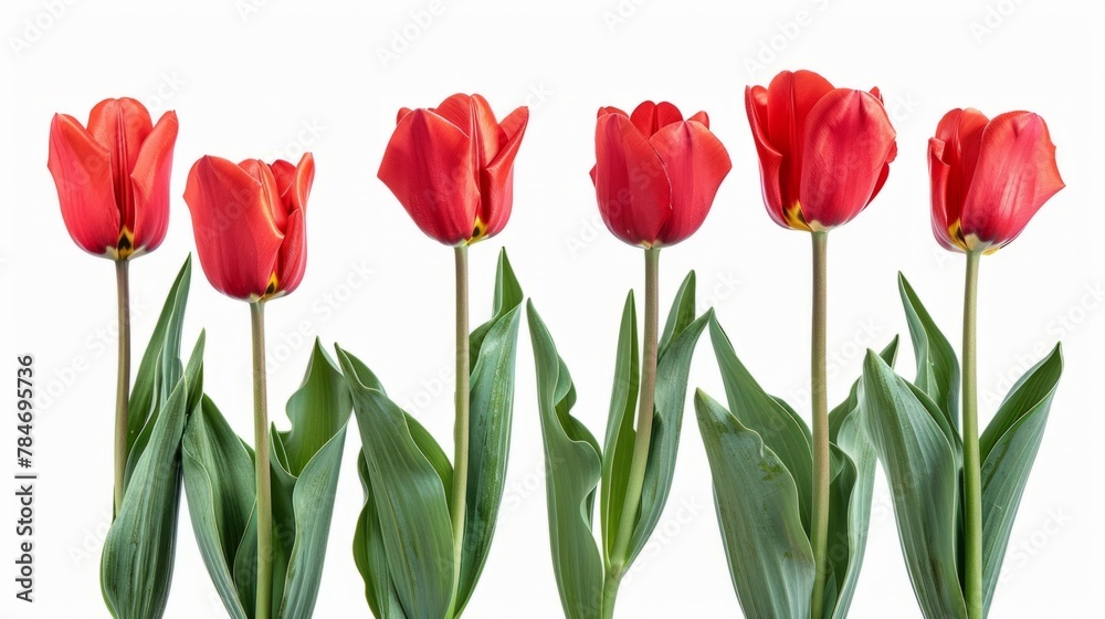 Obraz premium tulips on white background generative ai