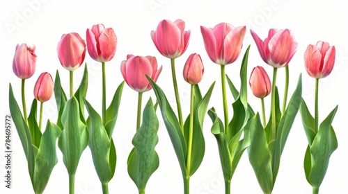 tulips on white background generative ai #784695772