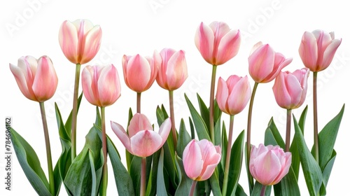 tulips on white background generative ai