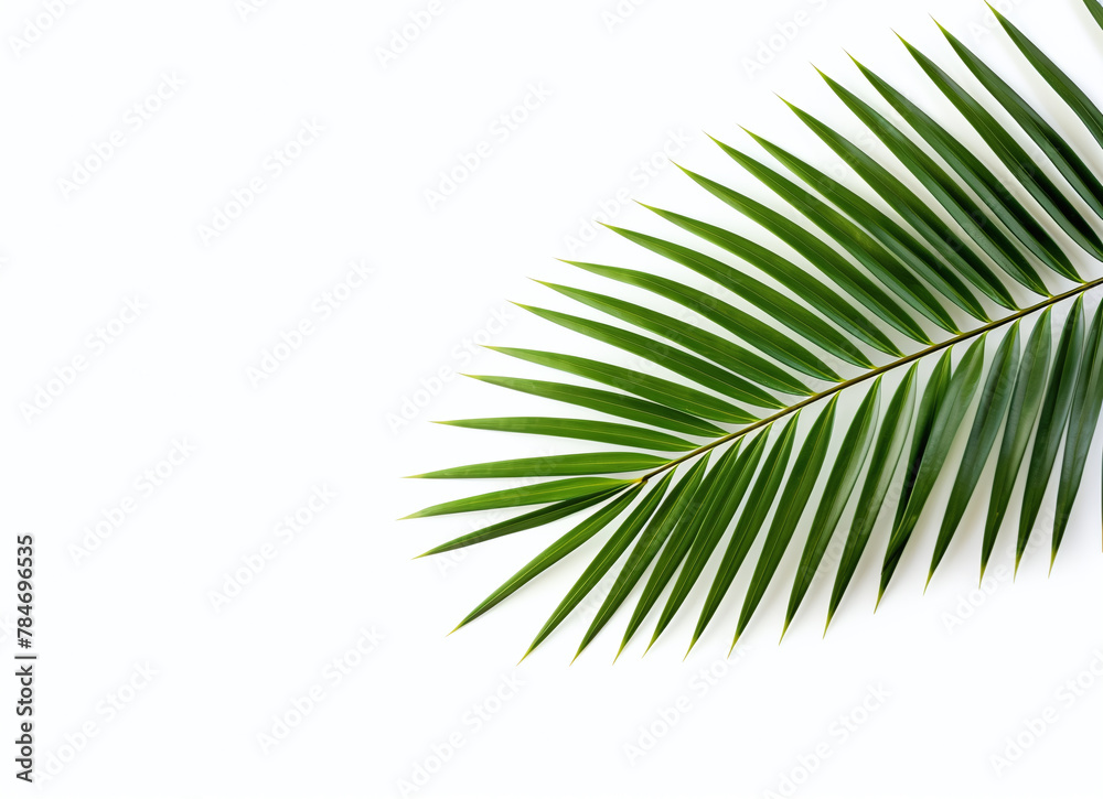 Fototapeta premium Green palm leaf isolated on a white background