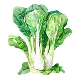 vegetable - There are two main types of bok choy: baby bok choy and Shanghai bok choy.