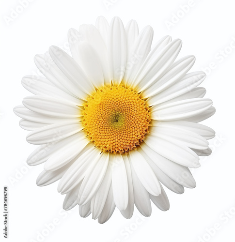 White daisy isolated on a white background © Cla78