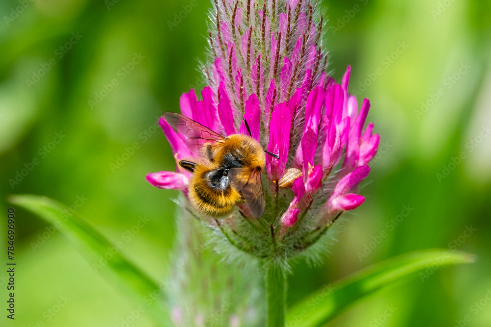 Brown honey bee with white/silver eye on a wild purple clover or Trifolium purpureum growing on Ramat Menashe Park in Israel.
Brown honey bee with white/silver eye on a wild purple clover or Trifolium purpureum growing on Ramat Menashe Park in Israel.