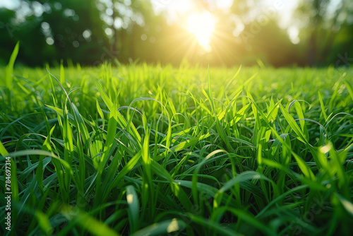 Lush Green Grass Field with Sunrise Background in Springtime