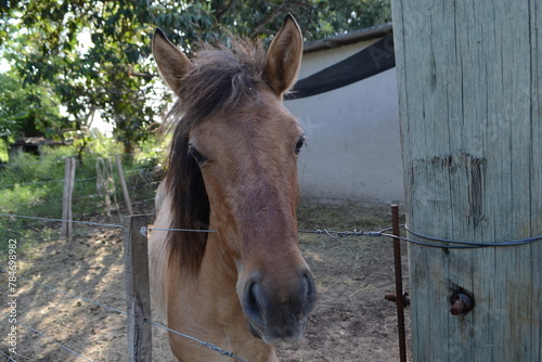 equino © Brendenegri