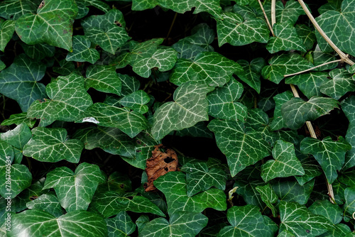 Beautfiul Ivy Ivies (Header) Colorful Green Texture Wallpaper photo