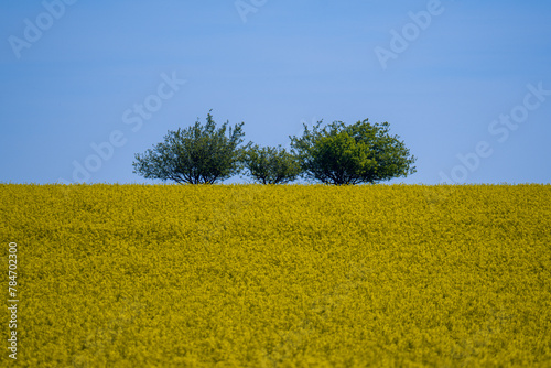 Oilseed, rape field, spring, Large field,  blooming rape field, Rapeseed fields, agricultural fields, Yellow field,  rapeseed in bloom.
