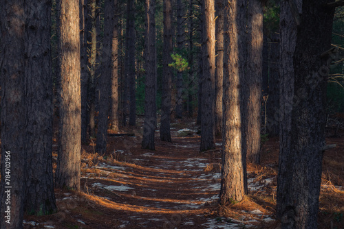 Forest Path