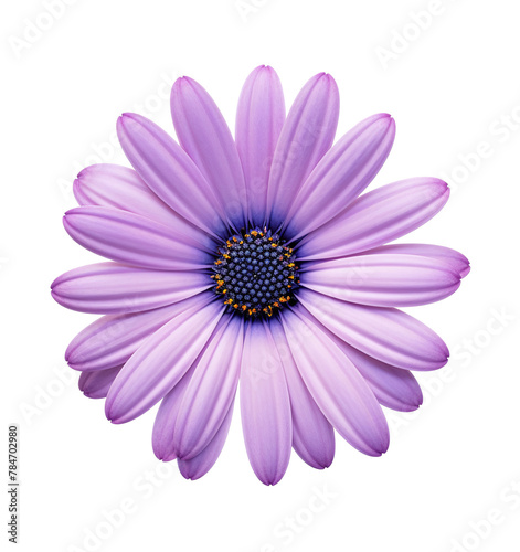 A purple daisy flower isolated on a transparent background