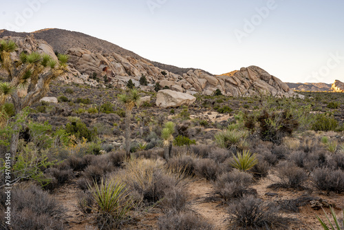 joshua tree national park