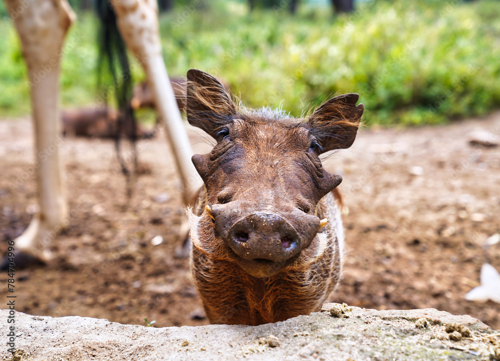 Fototapeta premium A Curious and friendly Warthog looks up to visitors for a treat at Nairobi's Giraffe Center in Nairobi,Kenya,Africa
